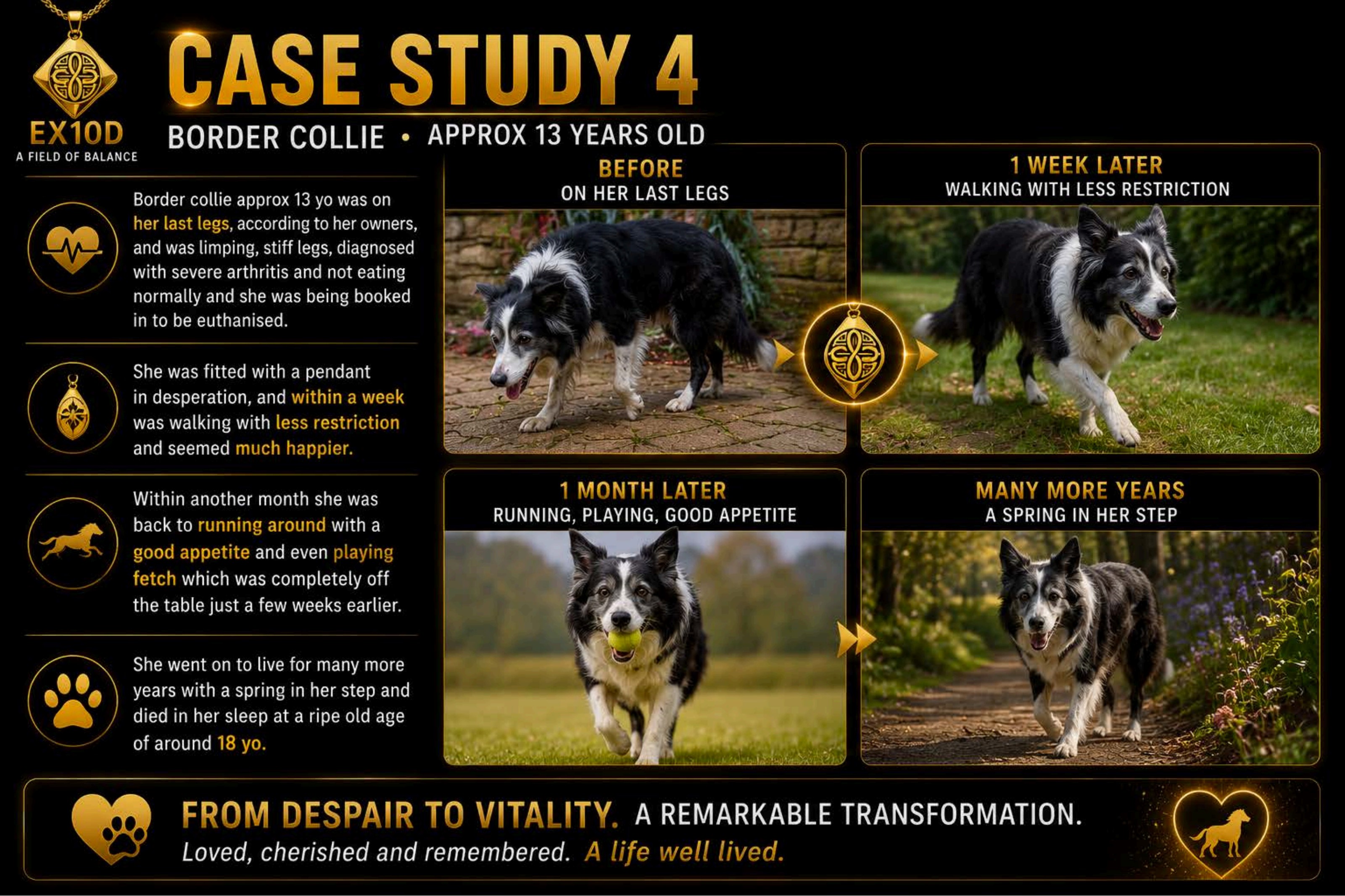 Border collie outdoors